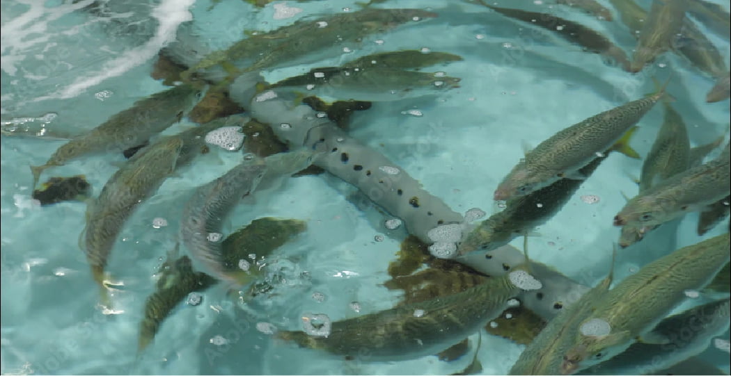 水産養殖でナノバブルの活用